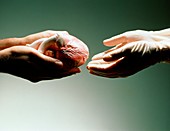 Heart donation abstract: hands receive a heart