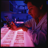 Technician performing a tissue compatibility test