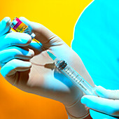 Gloved hand drawing MMR vaccine into a syringe