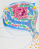 Artwork of stomach cell and ulcer-healing drugs