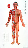 Traditional Chinese acupuncture chart