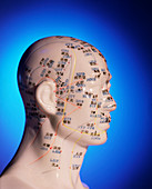 Acupuncture chart on a cast of a head and neck