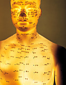 Acupuncture model