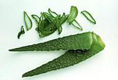 Aloe leaves