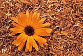 Dried marigold petals