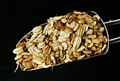 Dong quai seeds