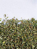 Dried damiana,a herbal aphrodisiac