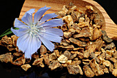 Dried chicory root and flower