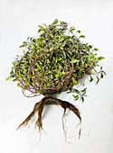 Sage plant and roots
