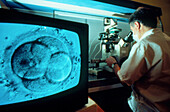 Researcher examines 4-cell human embryo,after IVF
