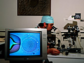 In vitro fertilisation: egg injected with sperm