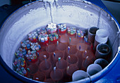 Cryogenically stored sperm in liquid nitrogen