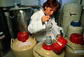 Frozen embryos being removed from cryostorage