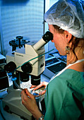 Technician removing corona radiata from IVF eggs