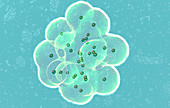 Embryo formation