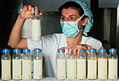 Human milk being prepared for premature babies