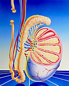 Illustration of vasectomy with structure of testis