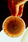 Petri dish containing unidentifed yeast culture