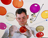 Lab technician streaks bacteria into agar dishes