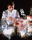Researcher testing the sensitivity of bacteria