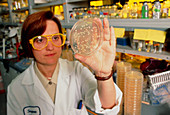 Pharmacologist inspects bacteria in drug research