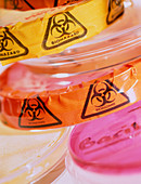 Bacteriology petri dishes with biohazard labels