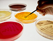 Petri dish bacterial cultures,picking colony