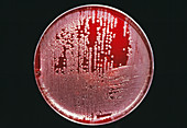 Cultured bacillus bacteria