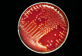 Cultured Streptococcus bacteria