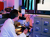 Pathologist using LM to examine bone biopsy slide