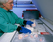 Pathologist at brain bank with frozen brain slices