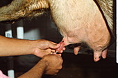 Vet injecting penicillin into cow udder