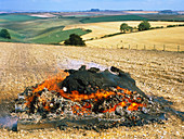 BSE-infected cow being burnt in a Dorset field