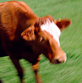 Image simulating cow with mad cow disease (BSE)