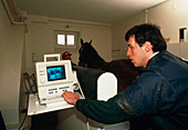 Ultrasound scanning of pregnant mare's abdomen