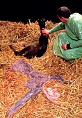 Veterinarian with a newborn foal