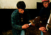 Veterinarian giving newborn foal antiworm drug