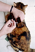 Cat insulin injection