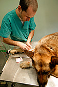 Preparing a dog for surgery