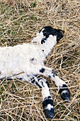 Dead lamb