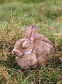 European rabbit with Myxomatosis