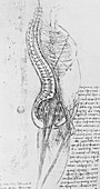 Male body anatomy,15th century