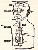 Internal anatomy,15th century diagram