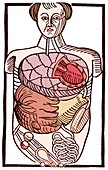 Internal anatomy,16th century diagram