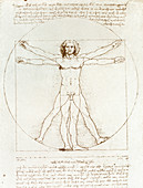 Male movement by Leonardo Da Vinci