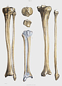 Lower leg bones and ligaments