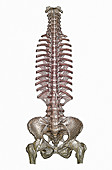 Spinal column