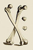 Bones of the leg