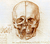Skull anatomy by Leonardo da Vinci