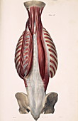 Muscles of the back